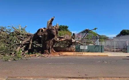 Paineira centenária infestada por cupins cai sobre casas e assusta moradores em Campo Grande
