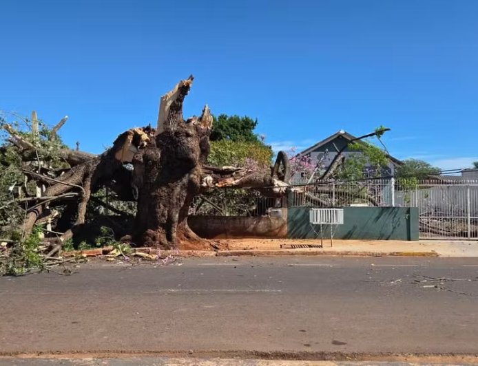 Paineira centenária infestada por cupins cai sobre casas e assusta moradores em Campo Grande