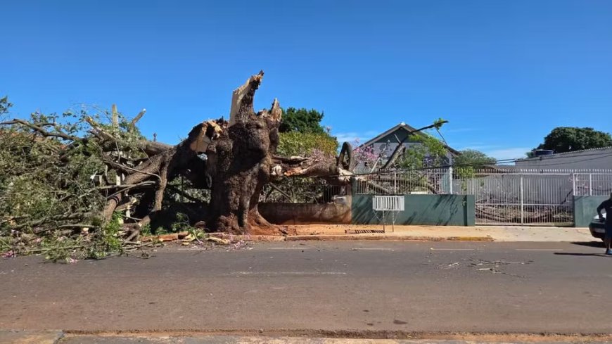 Paineira centenária infestada por cupins cai sobre casas e assusta moradores em Campo Grande